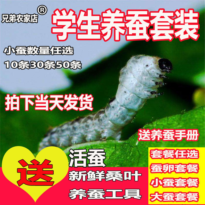 蚕宝宝活体春蚕幼虫活物蚕卵天然彩蚕儿童学生养蚕套装送新鲜桑叶