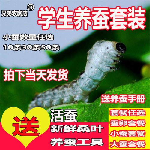 蚕宝宝活体春蚕幼虫活物蚕卵天然彩蚕儿童学生养蚕套装送新鲜桑叶