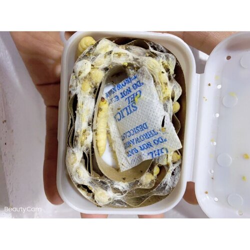 葡萄蜜玉米虫葡萄密虫大蜡螟幼体 钓饵 高蛋白鱼饲料鸟虫爬宠食物