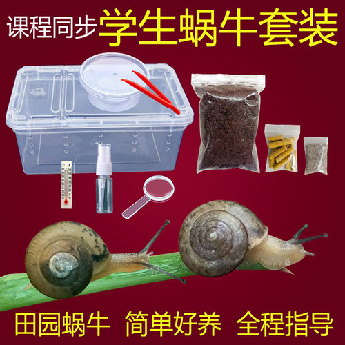 中华田园蜗牛活体科萌记实验观察