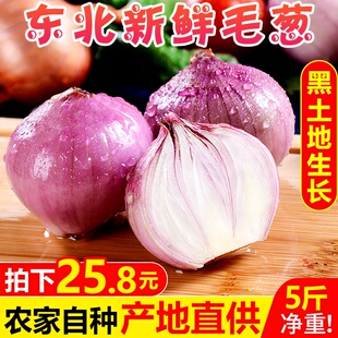 5斤装新正宗东北大毛葱干毛葱朱葱鬼子葱 新鲜洋葱红洋圆辣葱头