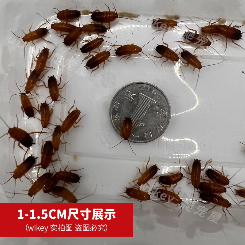 樱桃蟑螂喂食器樱桃红蟑螂奶茶杯螳螂蜘蛛蛙蚂蚁守宫爬宠活体饲料