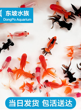 国粹小金鱼观赏鱼淡水冷水好养耐活黑色红色龙睛蝶尾狮子头鹤顶红