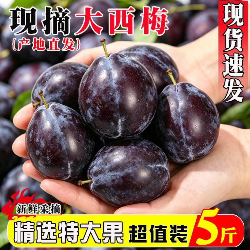 西梅新鲜水果现摘李子甜法兰西蓝蜜当季产地直发精选大果5斤包邮