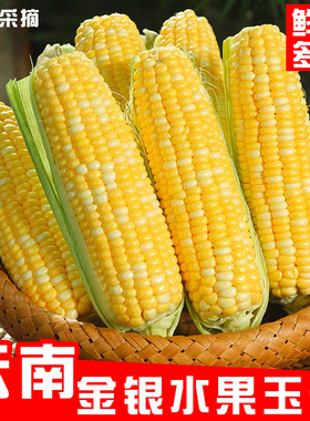 云南水果玉米新鲜金银甜玉米粗粮蔬菜生吃脆甜多汁带壳嫩玉米棒子