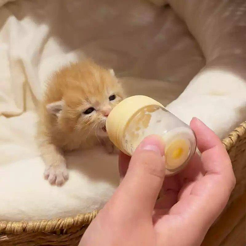 小猫奶瓶宠物奶瓶幼猫专用奶瓶硅胶软奶嘴1到3个月小猫小狗喂食器