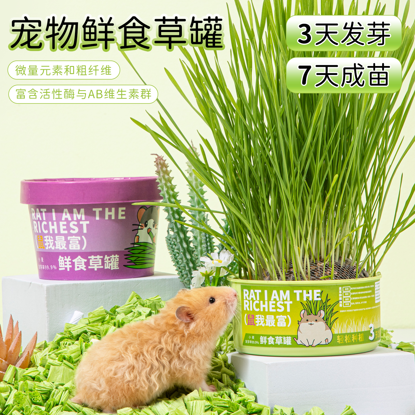 仓鼠金丝熊草盒，水培草