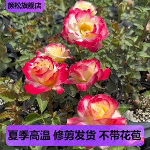 红双喜灌木月季花苗庭院阳台特大花四季开花卉绿植物香水玫瑰盆栽