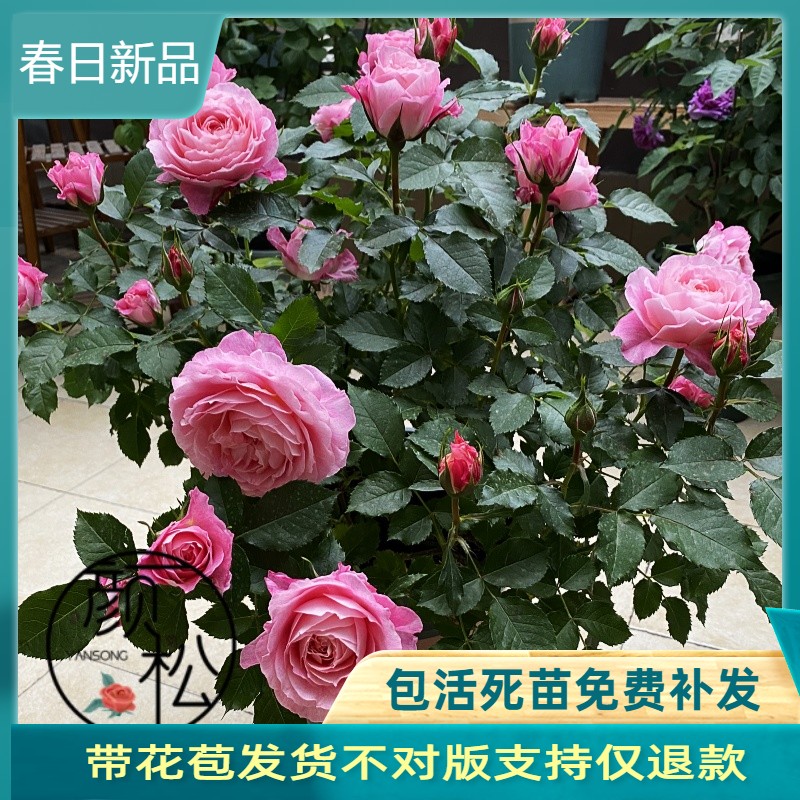 海神王阳台 月季大花微月浓香玫瑰花苗阳台花卉盆栽庭院珍稀品种