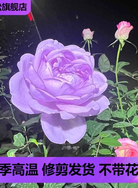 蓝色风暴浓香灌木月季盆栽四季开花阳台庭院盆栽苗天狼有点蓝紫色