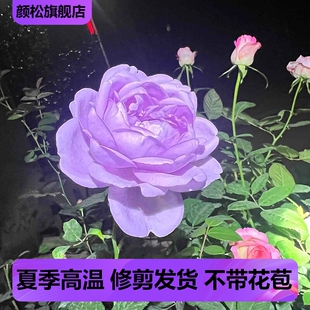 蓝色风暴浓香灌木月季盆栽四季开花阳台庭院盆栽苗天狼有点蓝紫色