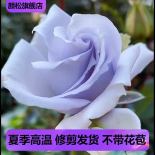 蓝色格劳恩 大地之蓝 灌木月季大苗浓香大花四季开花阳台庭院盆栽
