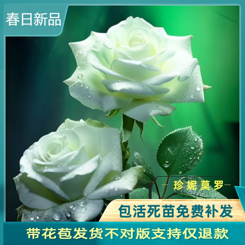 珍妮莫罗月季浓香直立强抗病