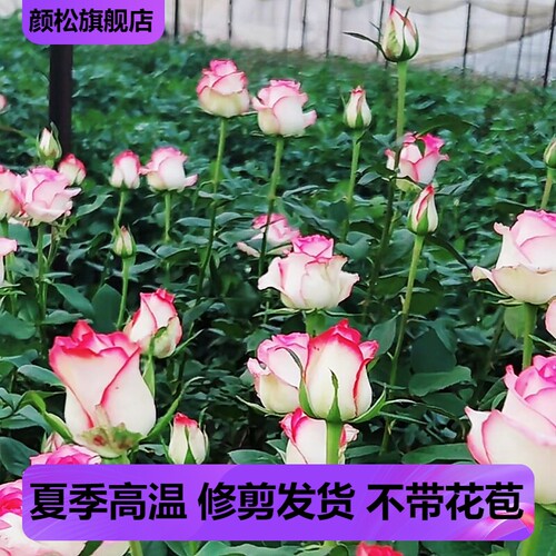 艾莎玫瑰灌木大花型多季开花耐热