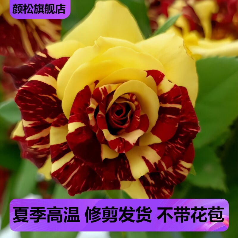 流星雨切花月季颜色多变图片