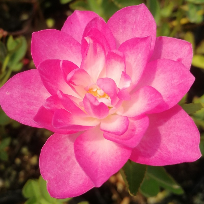 天荷繁星日系微月季阳台微型月季微月花卉好养绿植小盆栽姬月季