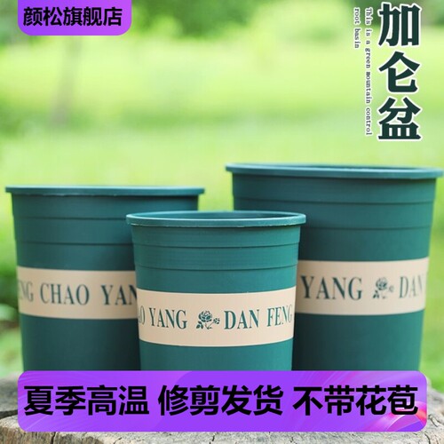 带盆栽好，适合没有准备盆土的花友