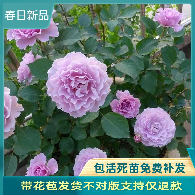 颜松蜻蜓月季浓香耐热淡紫色