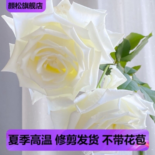保罗二世切花月季浓香灌木大苗阳台庭院植物白色玫瑰四季开花