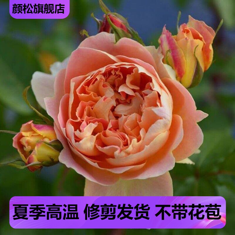 颜松南瓜灯笼耐热长势好勤花图片