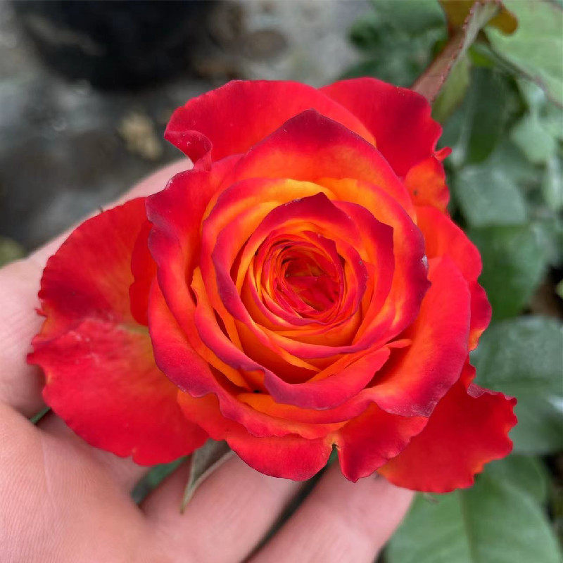 新品 火焰玫瑰 切花月季复色特大花四季阳台花园盆栽花卉绿植物