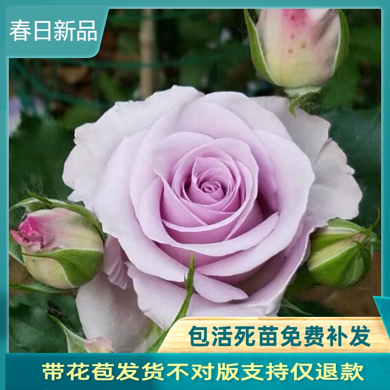 海洋之歌蓝紫色切花玫瑰