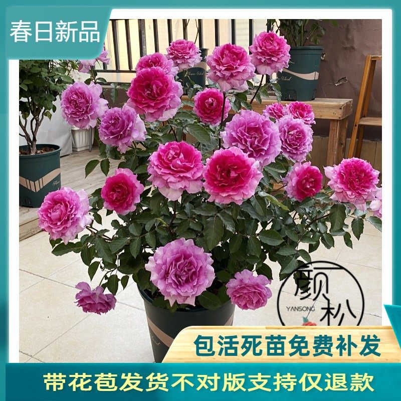 无刺 天方夜谭月季 灌木特大花浓香多头四季开花庭院露台花卉盆栽,鲜花速递/花卉仿真/绿植园艺,月季/蔷薇/玫瑰,淘宝优惠券,粉丝福利购,淘宝优惠卷