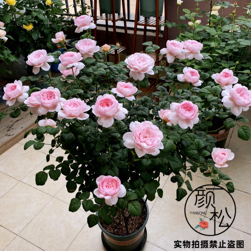 月季花瑞典女王粉色可藤可灌