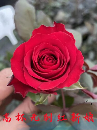 红新娘 新品无刺红玫瑰玫瑰 切花月季 大花多头抗病耐开耐晒盆栽