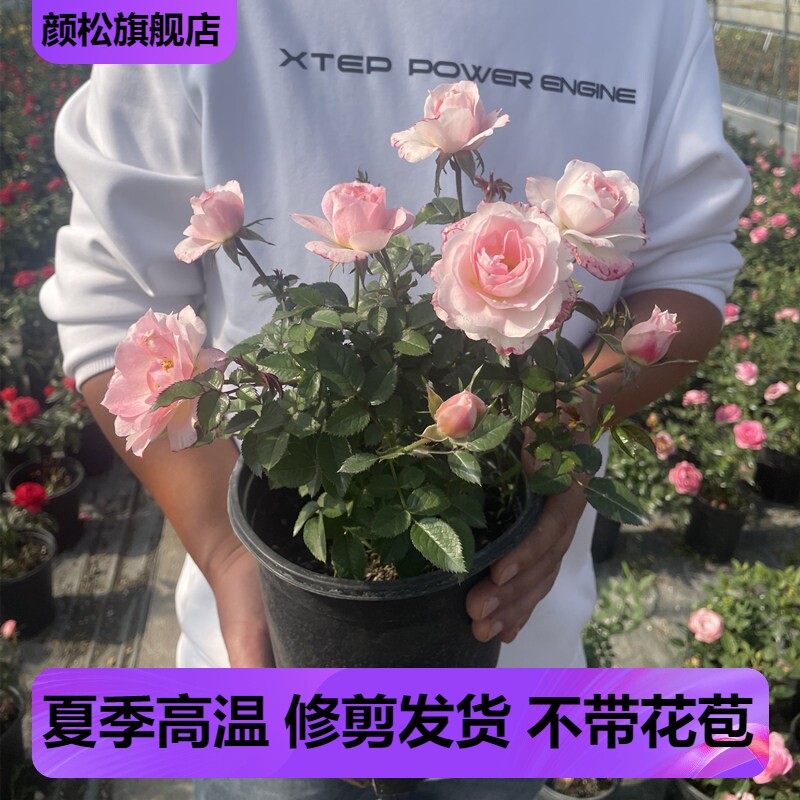 白桃妖精月季玫瑰多季开花机器 微月露台阳台盆栽花卉花园植物