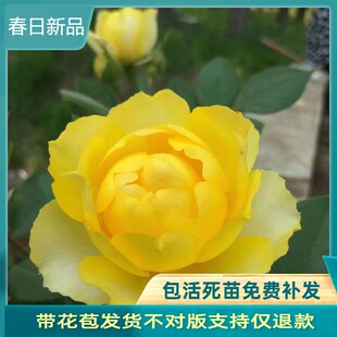 阳台微月 金丝雀 月季花苗黄色大花香味适合阳台盆栽玫瑰