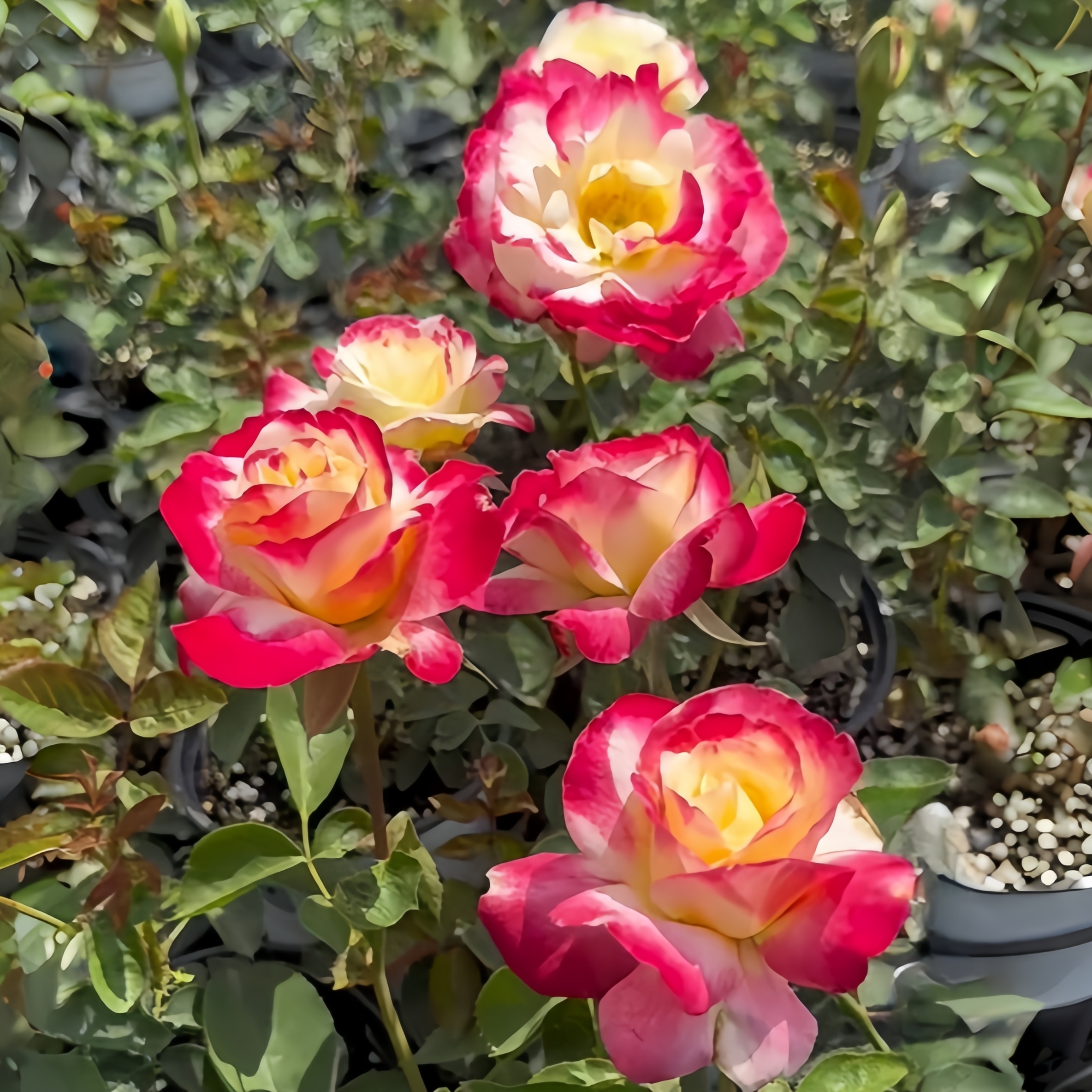 红双喜月季超大花号称月季第一香