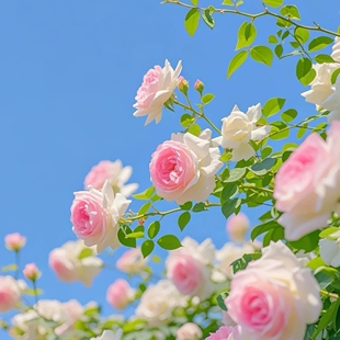 粉色龙沙宝石月季花苗藤本爬藤蔷薇花苗庭院植物粉龙盆栽拱门