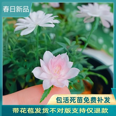 微型月季姬乙女月季盆栽