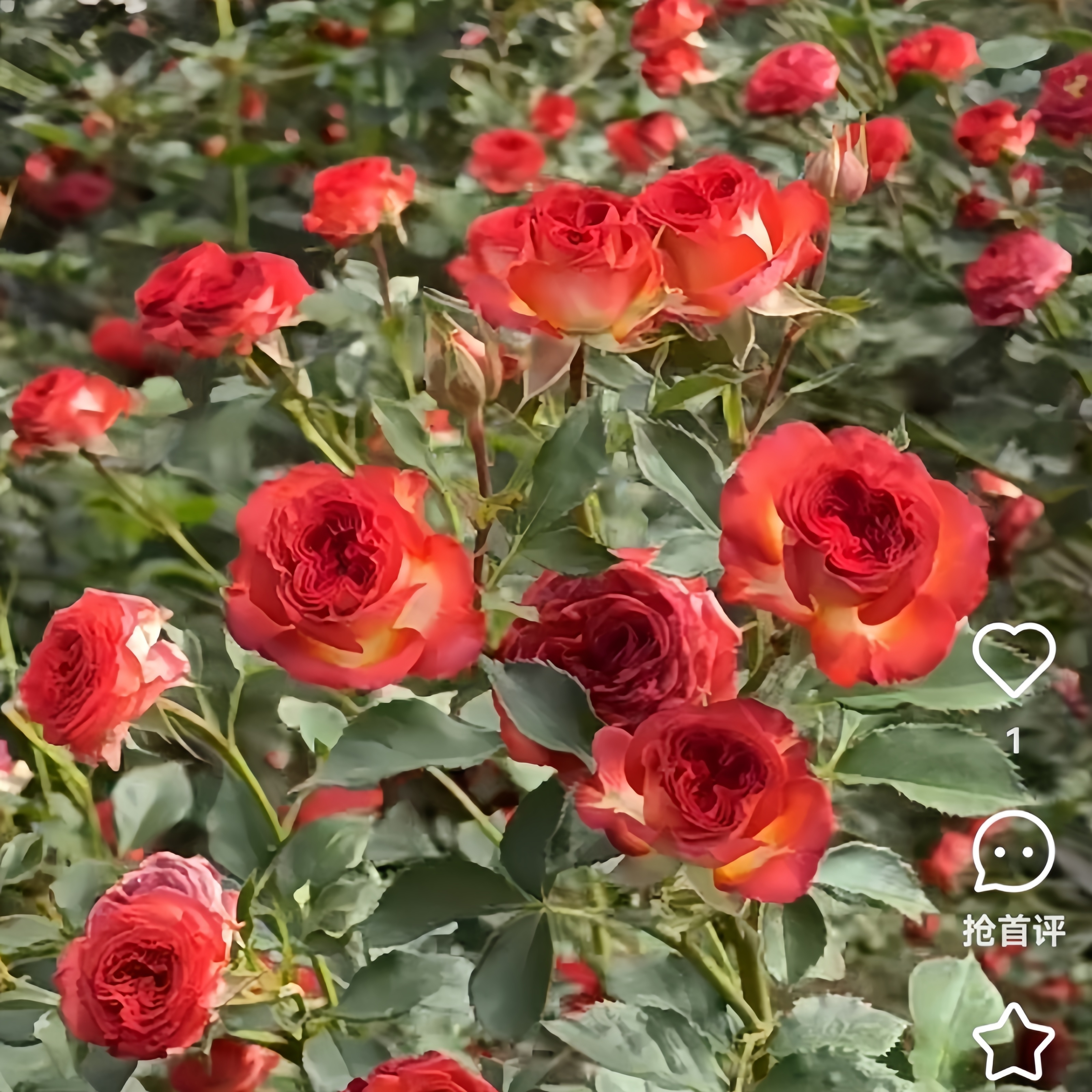 巧克力泡泡 无刺多头切花玫瑰 月季盆栽花苗阳台庭院丰花复古玫瑰