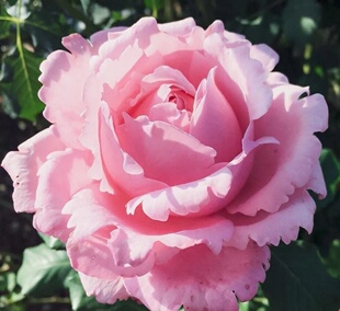 新品超大花 索菲罗莎 月季花淡粉色 多季节开花浓香长势好抗病强