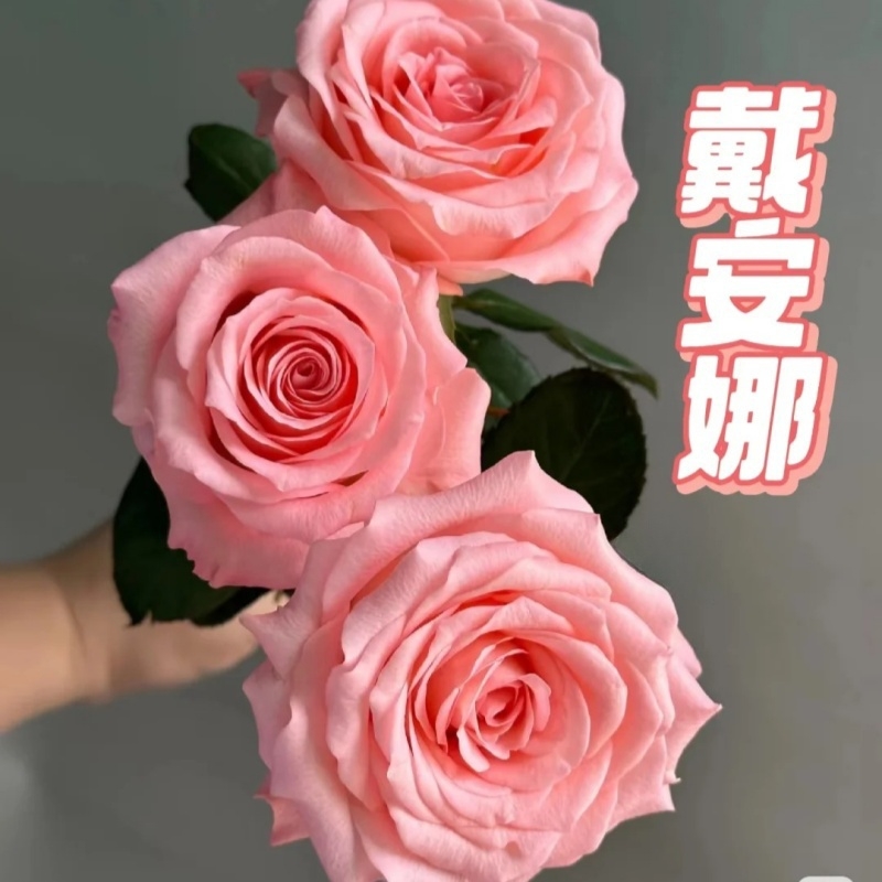 戴安娜 玫瑰花苗切花月季大花直立大朵灌木欧月阳台庭院盆栽植物