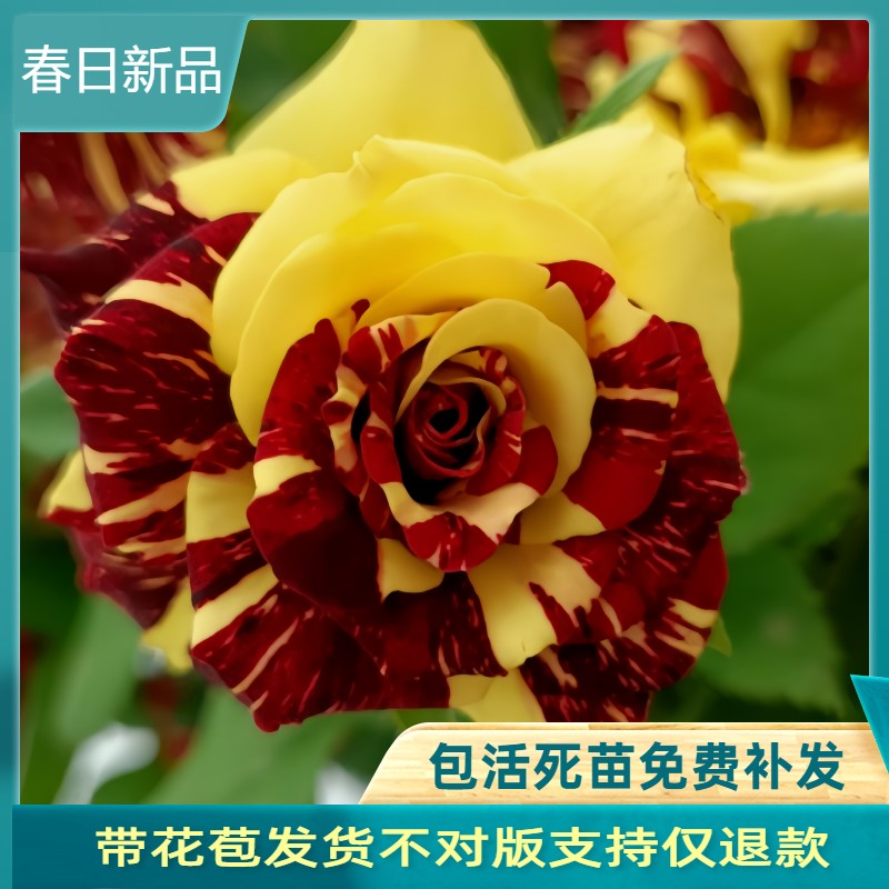 流星雨切花月季颜色多变