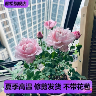 索菲罗莎月季 新品超大花强香 多季开花浓香长势好抗病性强淡粉色