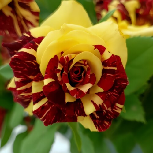 流星雨切花月季颜色多变