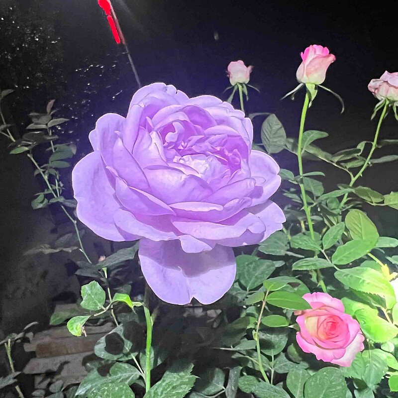 蓝色风暴月季蓝紫色花大浓香