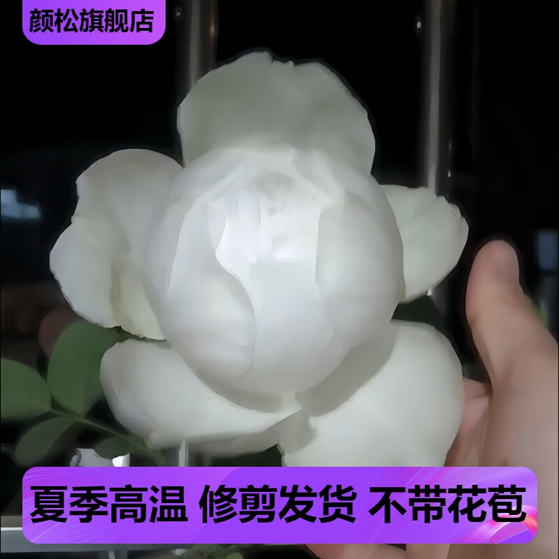 伊芙婚礼之路纯白色多季开大花浓香月季花苗玫瑰盆栽阳台观花植物
