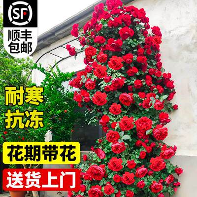 四季开花爬藤蔷薇月季大苗盆栽