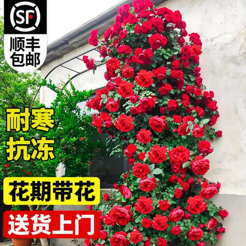 四季开花爬藤蔷薇月季大苗盆栽