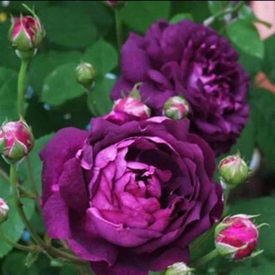 比利时大花浓香月季花苗蓝紫浓香玫瑰阳台花园花卉绿植盆栽密涅瓦