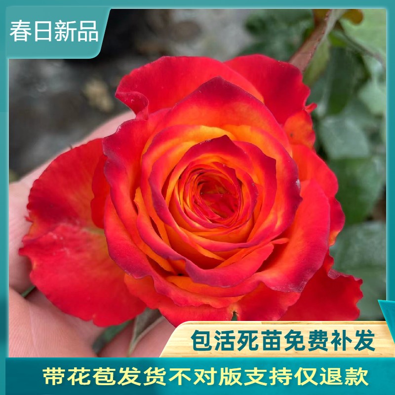 切花火焰大花复色黄红色渐变