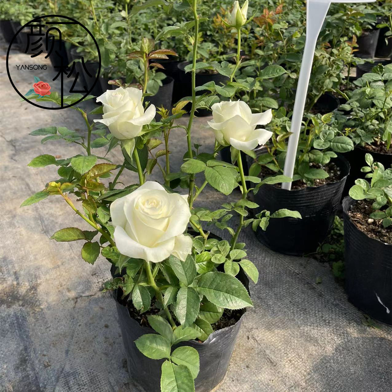 新品白巧克力月季玫瑰特大花苗切花盆栽四季灌木庭院阳台花卉植物