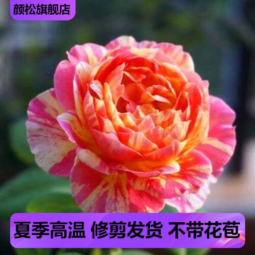 克劳德莫奈灌木条纹包子型月季花