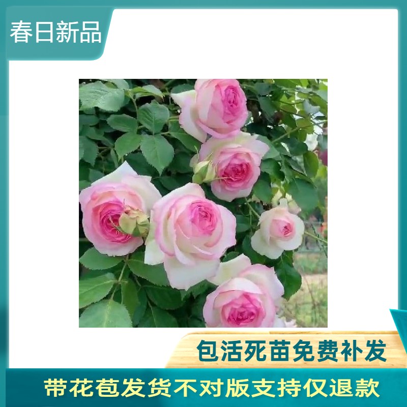 粉色龙沙宝石爬藤月季经典品种