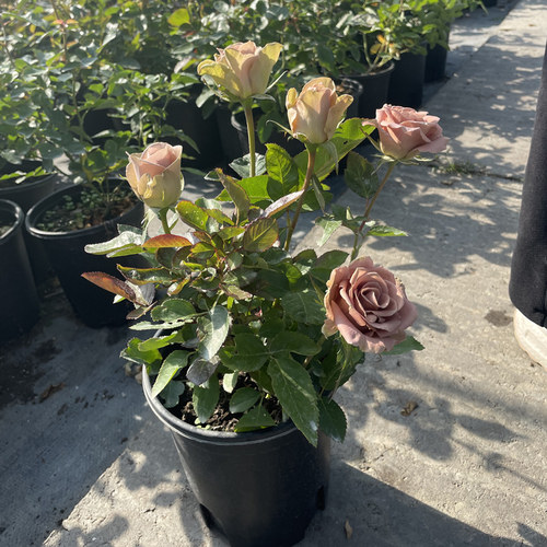失忆切花月季复古色茶香